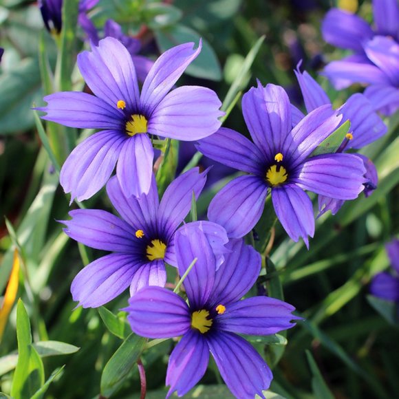 Meet your Posher, Sheila - Picture 1 of 1